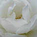 Heart of a White Rose by fishers