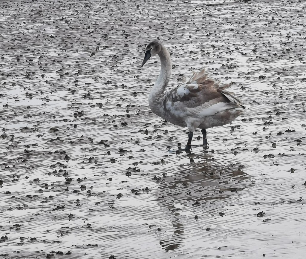 Camouflaged Swan by plainjaneandnononsense