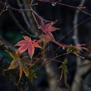 22nd Nov 2022 - Tears for the acer…….. 