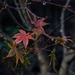 Tears for the acer……..  by billdavidson