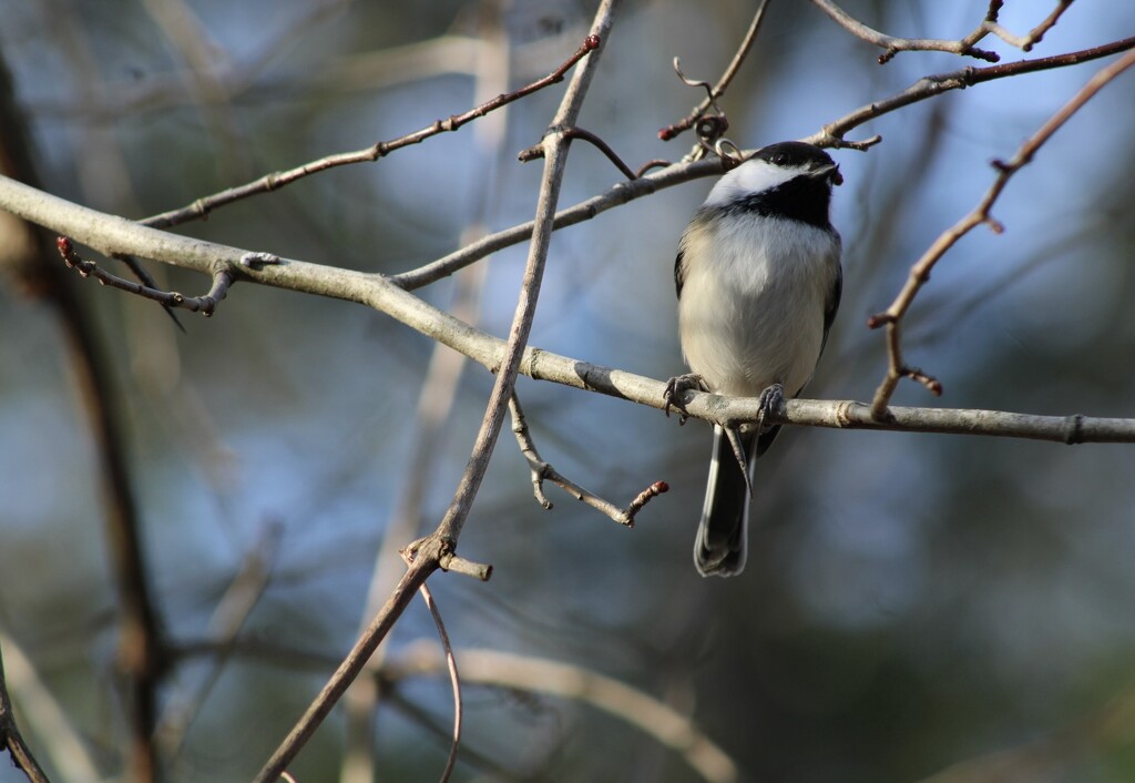 Black-capped chickadee by mltrotter