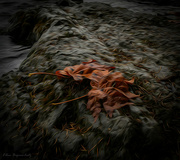 22nd Nov 2022 - Painterly Leaves on rocks