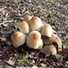 More fungi close by by speedwell