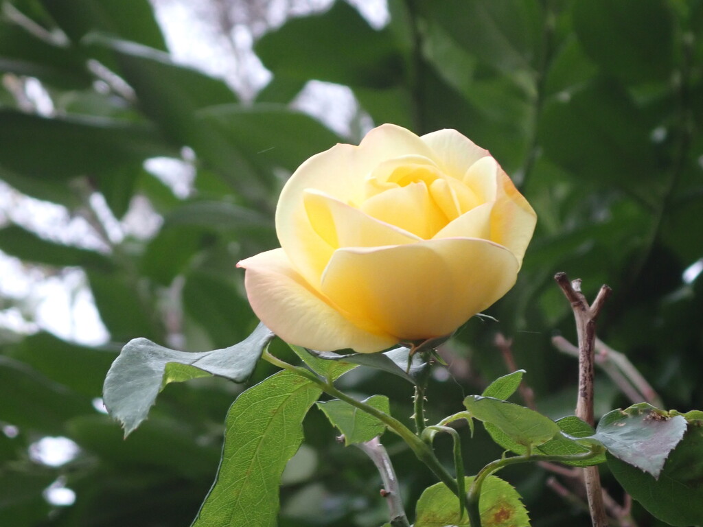 Late yellow rose bloom by speedwell