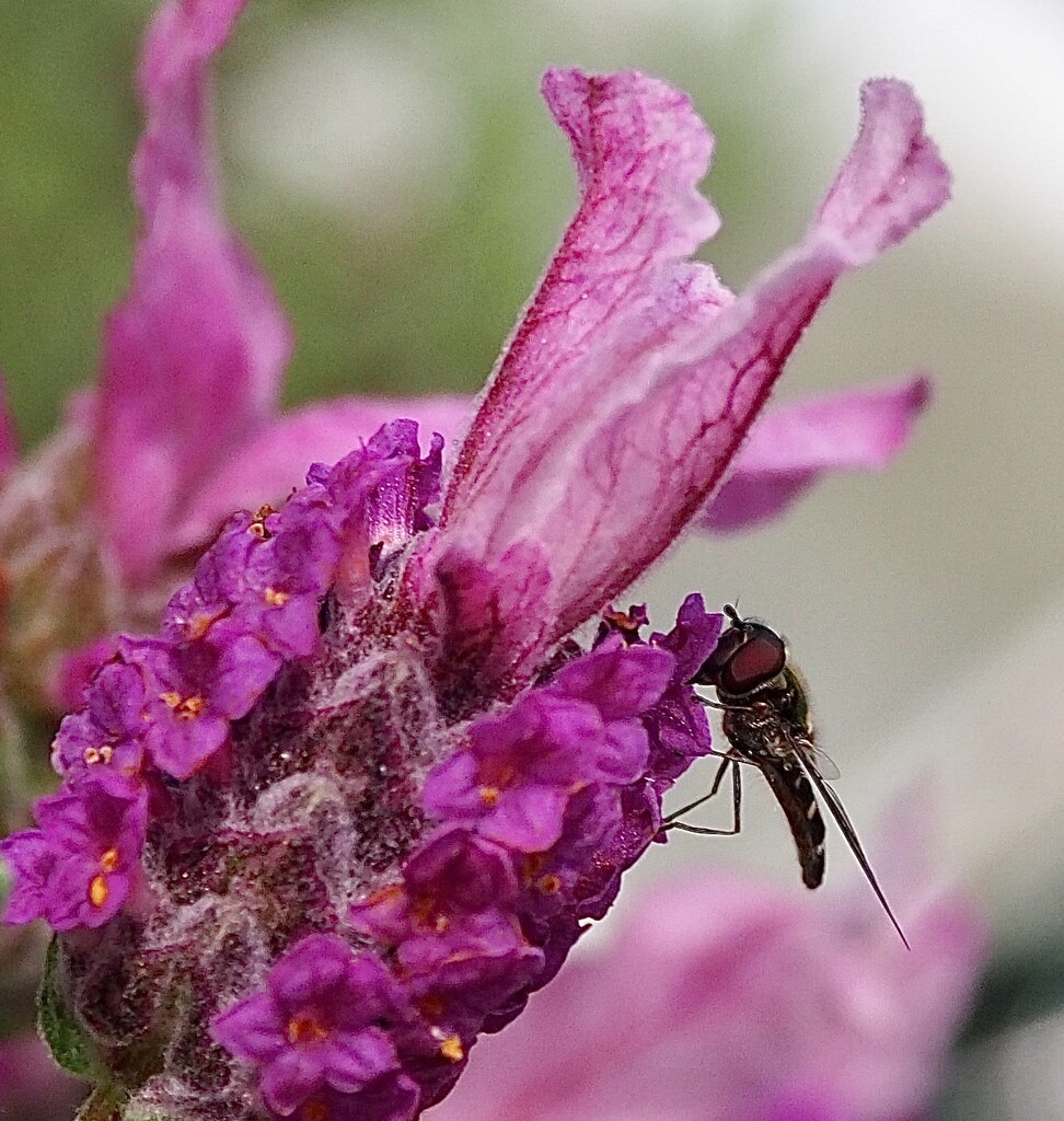 Lavender and hoverfly by Dawn