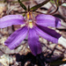 Purple fan-flower