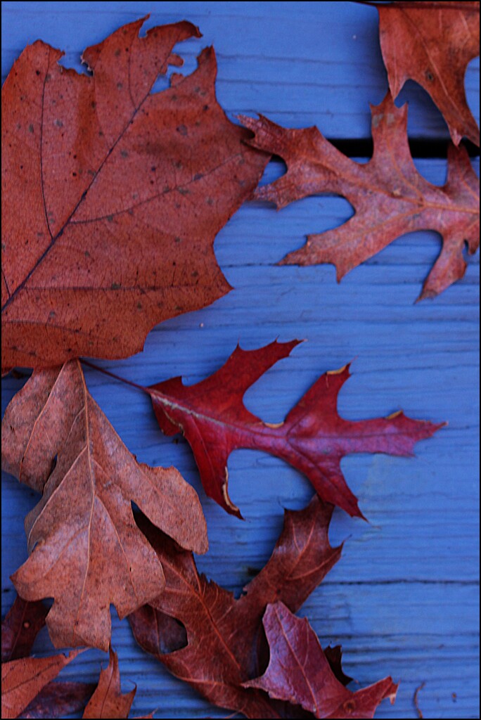 Leaves on the Deck by olivetreeann