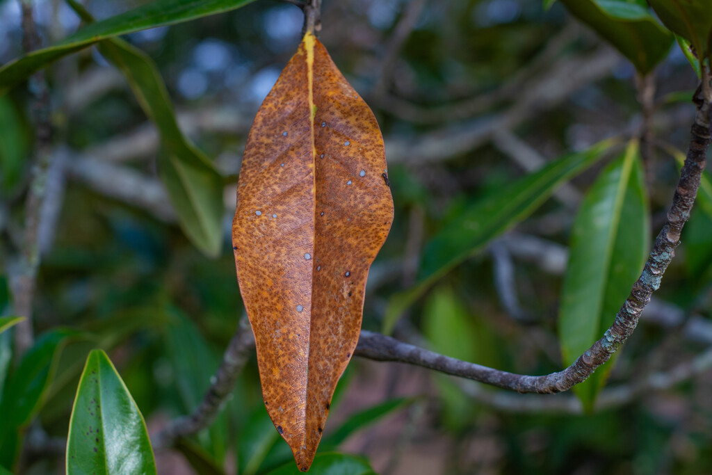 Dying Magnolia leaves... by thewatersphotos