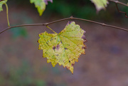 16th Nov 2022 - Wild Muscadine leaf...