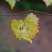 Wild Muscadine leaf... by thewatersphotos
