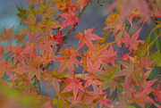 18th Nov 2022 - All the colors of the Maple...