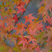 All the colors of the Maple... by thewatersphotos