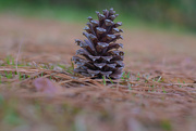 19th Nov 2022 - Lone pine cone...