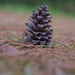 Lone pine cone... by thewatersphotos