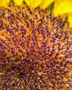 23rd Nov 2022 - Sunflower disc florets. Local supermarket. 
