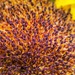 Sunflower disc florets. Local supermarket.  by johnfalconer