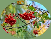 23rd Nov 2022 - Rowan Berries