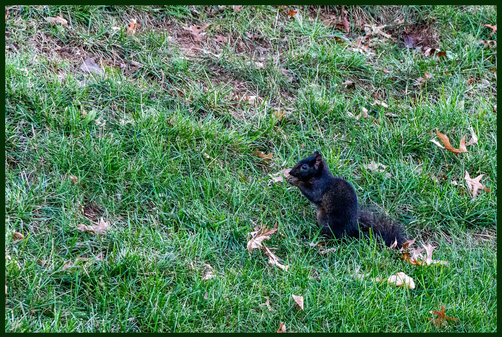 Black Squirrel by hjbenson