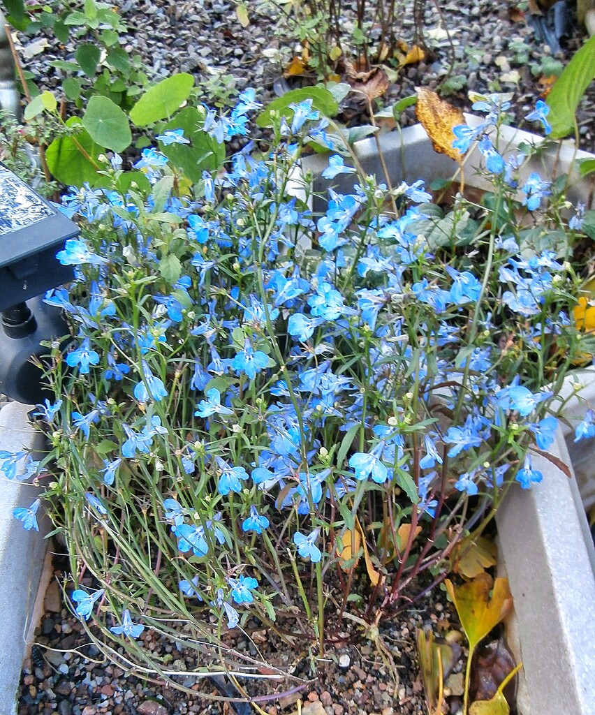 Little blue flowers ..... by cutekitty