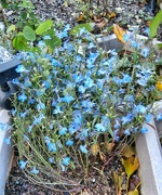 23rd Nov 2022 - Little blue flowers .....