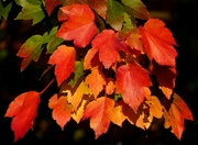 23rd Nov 2022 - Canadian Maple Leaves