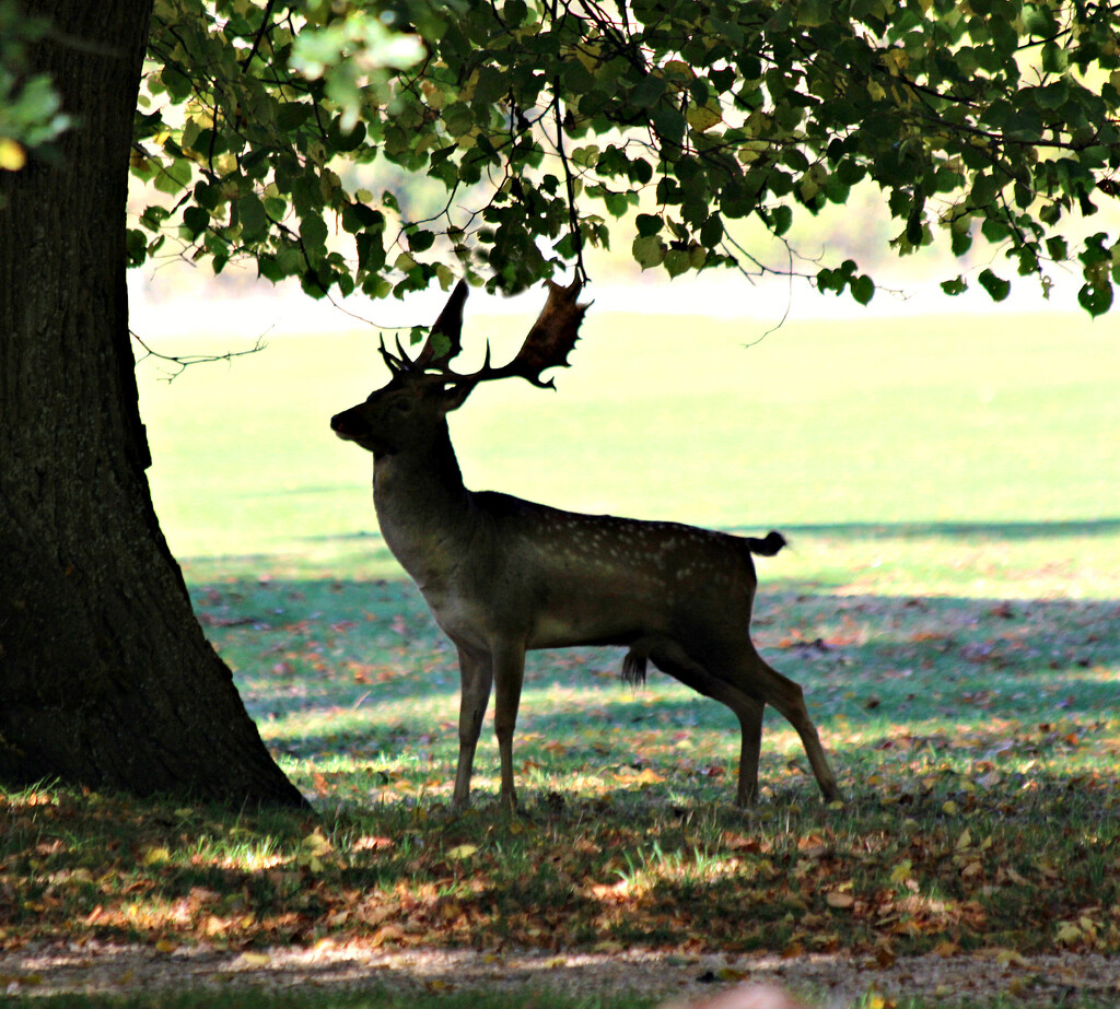 Burghley Stag . by wendyfrost
