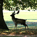 Burghley Stag . by wendyfrost
