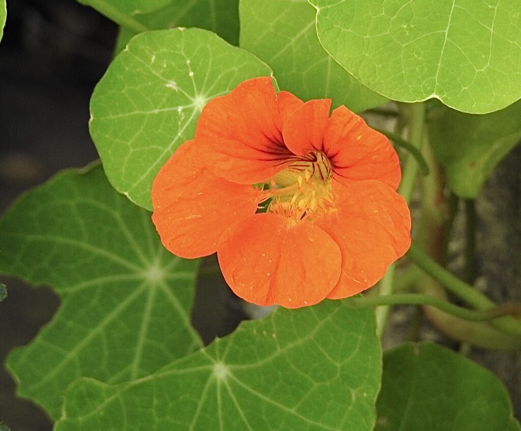 Self Seeded Nasturtium by susiemc