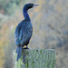 Pelagic Cormorant  by seattlite