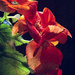 Side Lighted Begonias by skipt07
