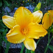 24th Nov 2022 - Yellow Day Lily ~ 