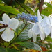Fading Hydrangea bloom by speedwell