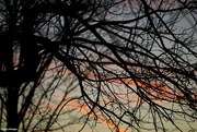 23rd Nov 2022 - Sunset through the trees