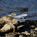 Ice on the rocks by larrysphotos