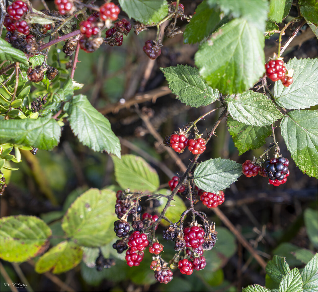 Brambles by pcoulson