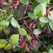 Brambles by pcoulson