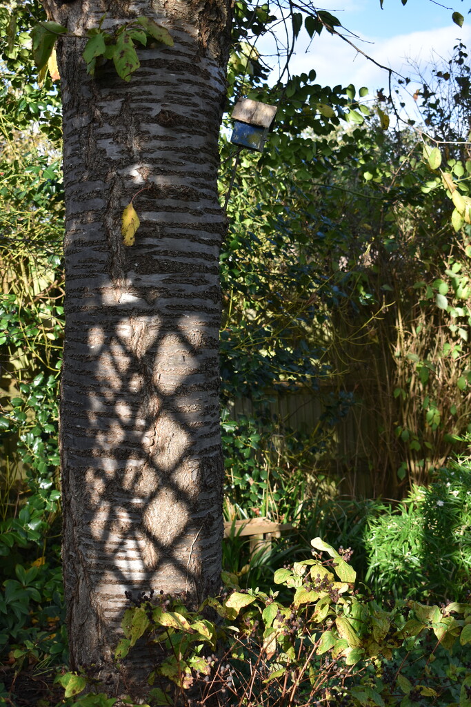 The trellis momentarily cast a shadow on my cherry tree by anitaw