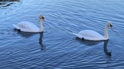 23rd Nov 2022 - Swans doing what swans do.