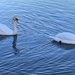 Swans doing what swans do. by billdavidson
