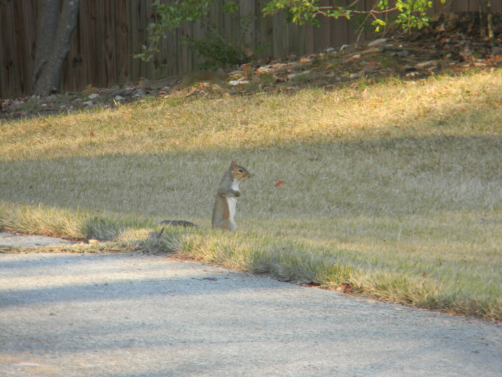 Squirrel Beside Driveway  by sfeldphotos