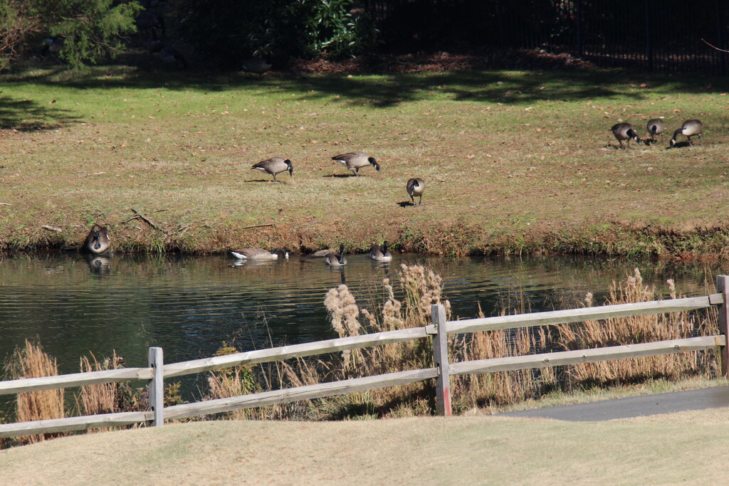Nov 21 Canadian Geese Are Back IMG_8416 by georgegailmcdowellcom