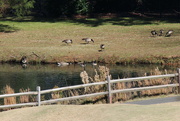21st Nov 2022 - Nov 21 Canadian Geese Are Back IMG_8416