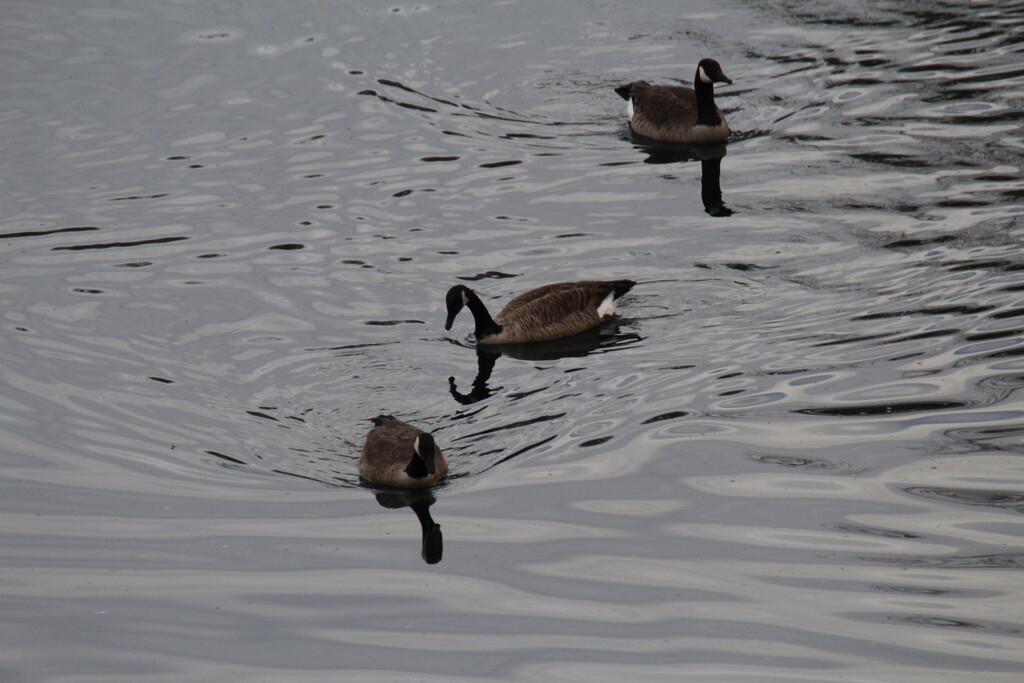 Nov 23 Canadian Looking At It's Reflection IMG_8433 by georgegailmcdowellcom