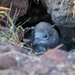 Last Juvenile Wedge-tailed Shearwater 