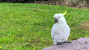 24th Nov 2022 - Sulphur crested cockatoo