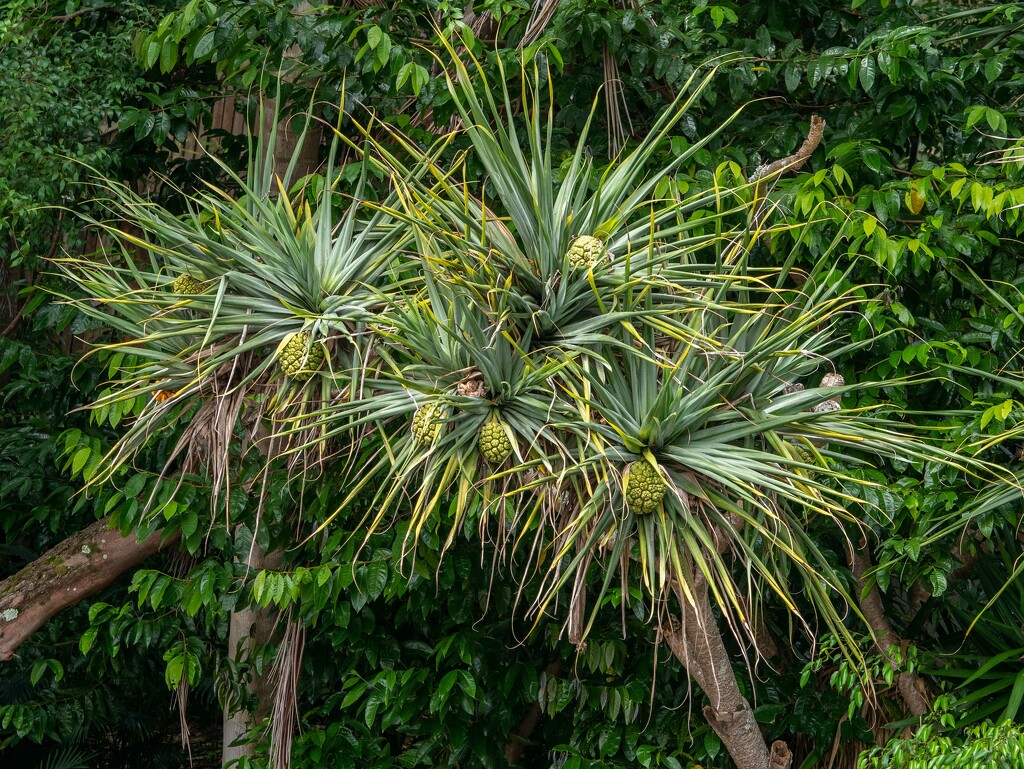 Pandanus  by gosia