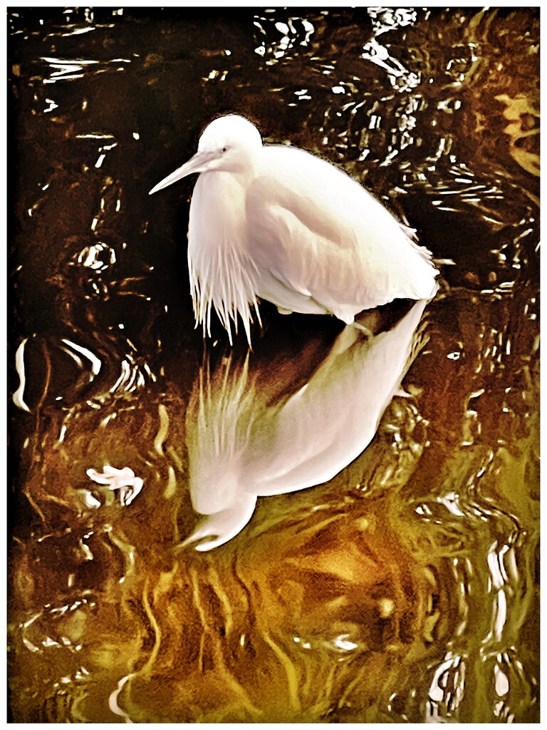 Little Egret by moonbi
