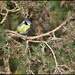Blue tit from RSPB