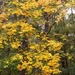 The golden glory of the mockernut tree... by marlboromaam