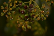 24th Nov 2022 - Ivy Berries and raindrops........